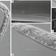 Selected images of the frozen worms said to be recovered from ancient permafrost samples dating back at least 32,000 years ago.